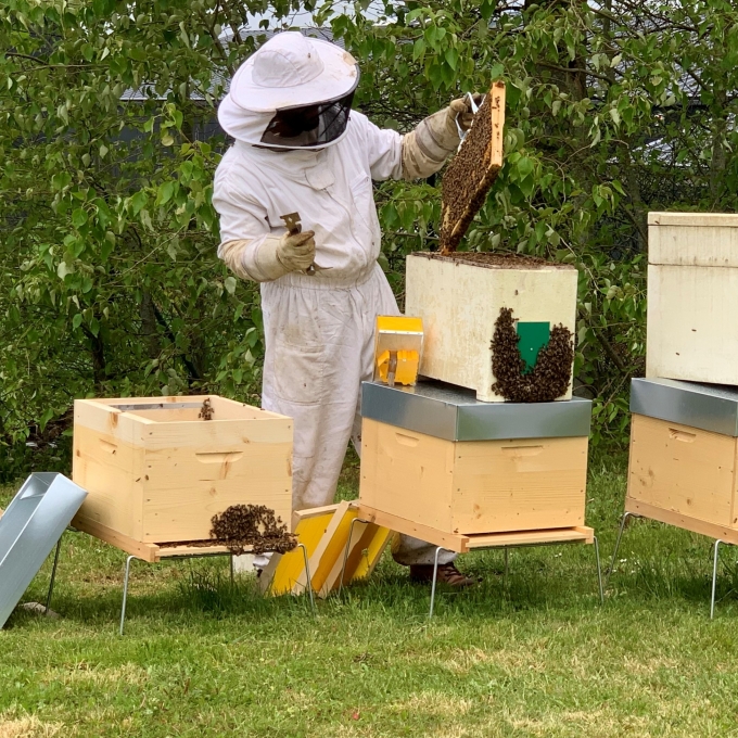 Ruches abeilles duchêne strée