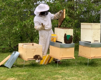 Ruches abeilles duchêne strée